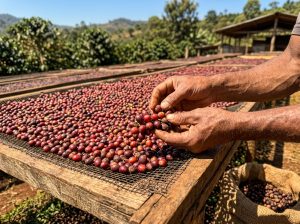 Penjemuran buah kopi di atas raised beds pada proses pengolahan biji kopi secara natural.